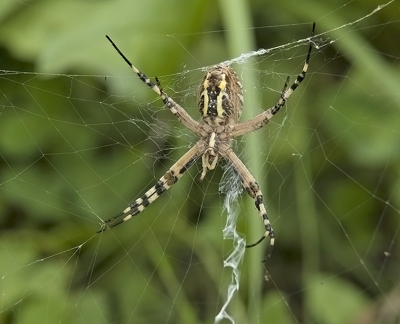 Argiope bruennichi Araneidae